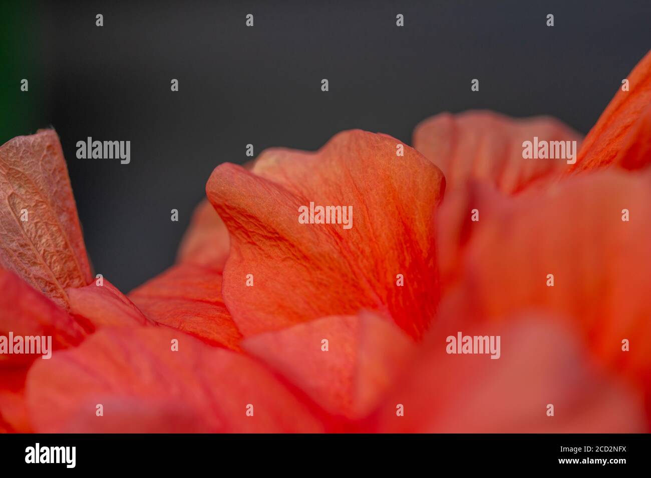 Macro abstract art texture background view of a beautiful single double ...