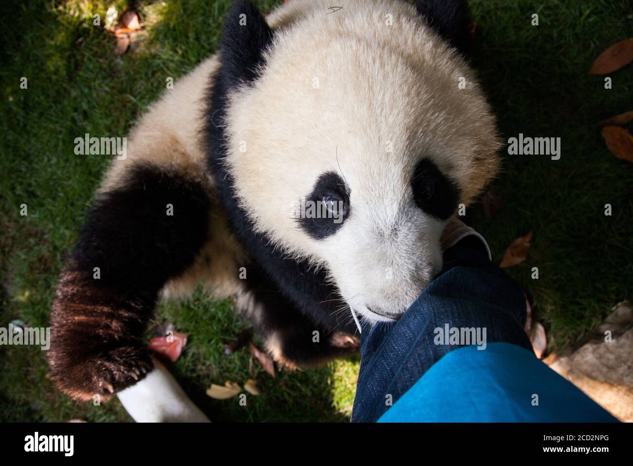 Chengdu, China. Chengdu Research Base of Giant Panda Breeding. Stock Photo