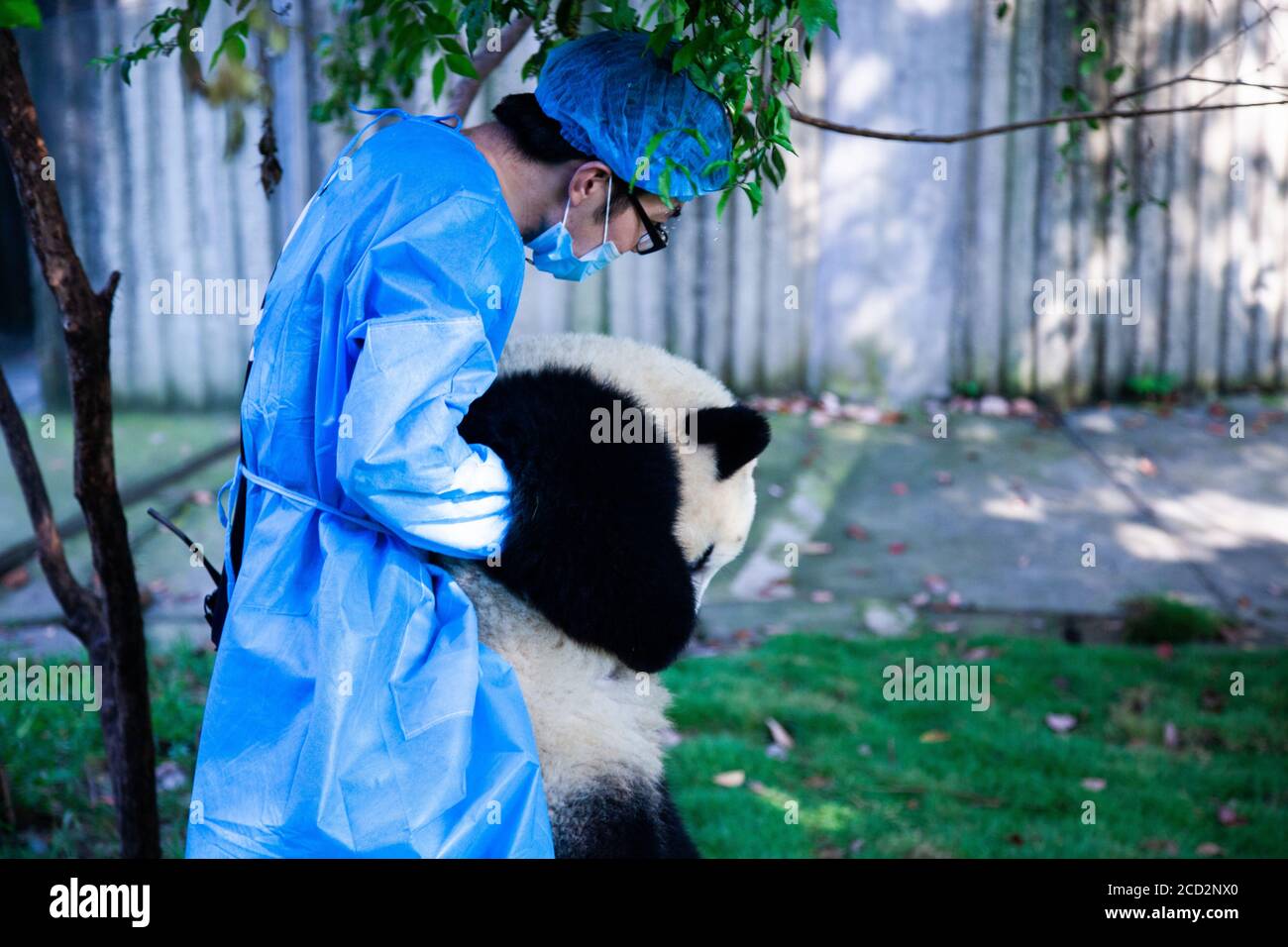 Chengdu, China. Chengdu Research Base of Giant Panda Breeding. Stock Photo