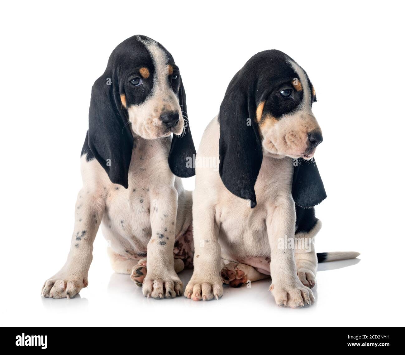 puppies bernese Schweizer Laufhund in front of white background Stock Photo