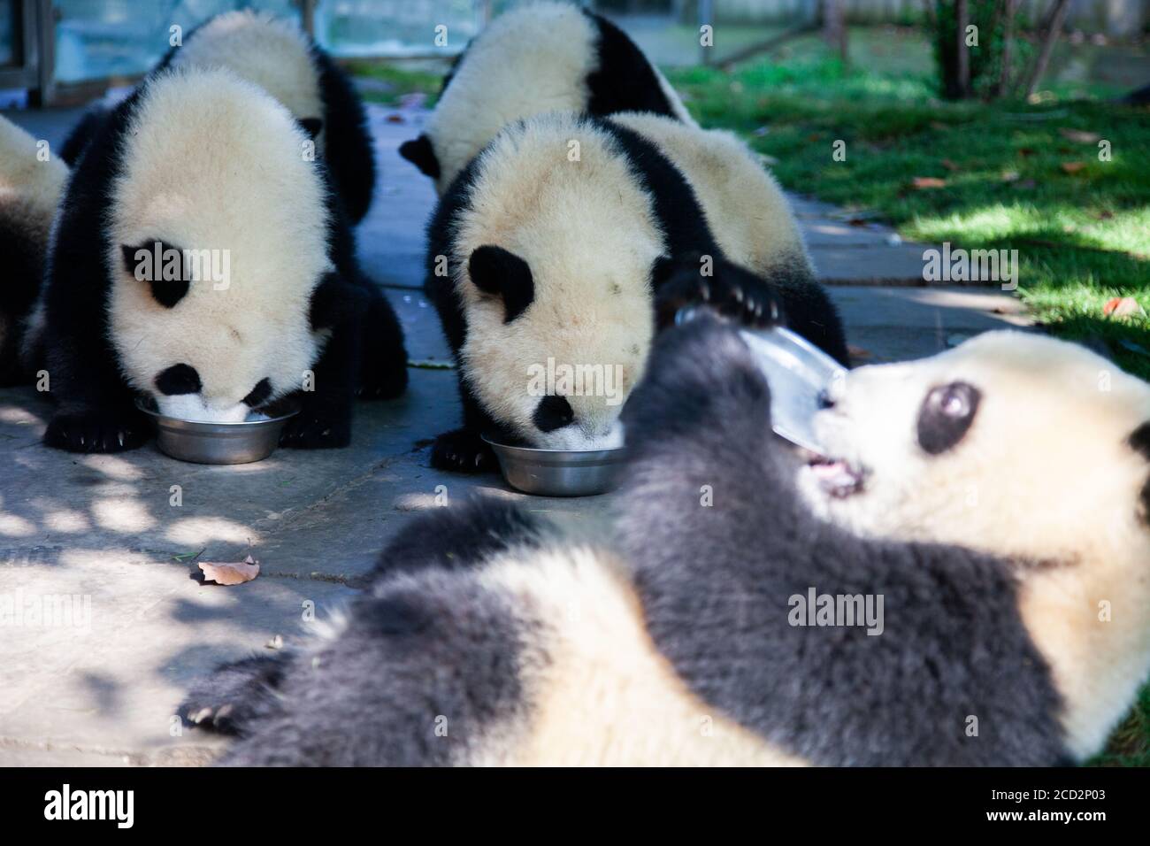 Chengdu, China. Chengdu Research Base of Giant Panda Breeding. Stock Photo