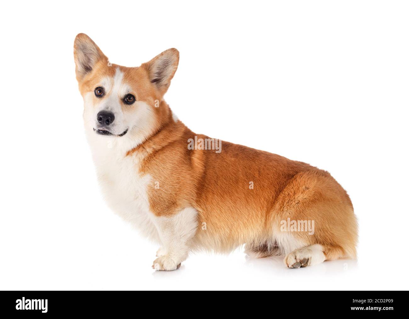 Pembroke Welsh Corgi in front of white background Stock Photo - Alamy