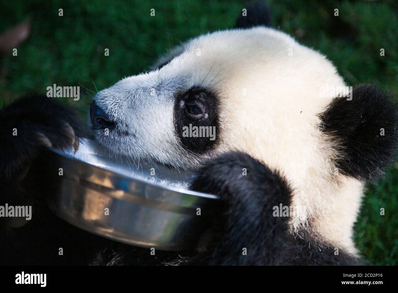 Chengdu, China. Chengdu Research Base of Giant Panda Breeding. Stock Photo