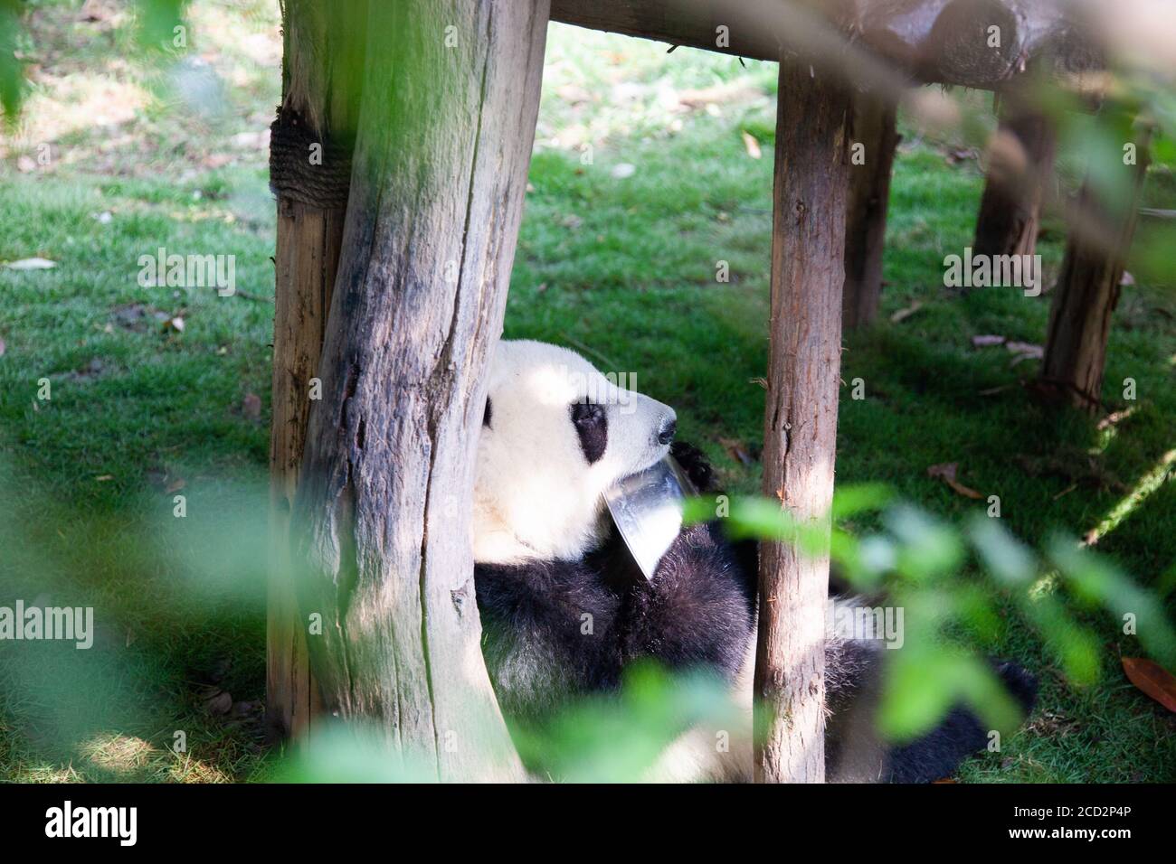 Chengu panda hi-res stock photography and images - Alamy