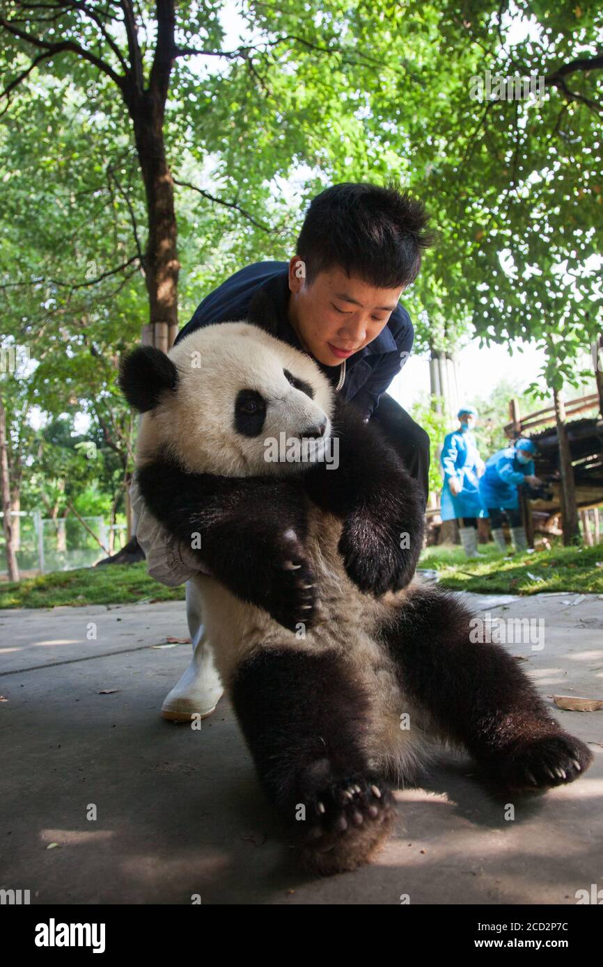 Chengdu, China. Chengdu Research Base of Giant Panda Breeding. Panda keeper. Stock Photo
