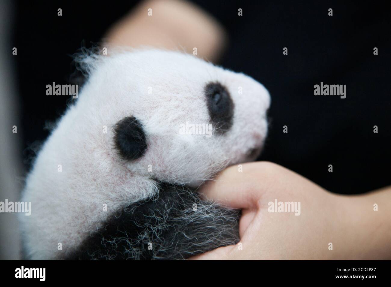 Chengdu, China.Chengdu Research Base of Giant Panda Breeding. One month and a half old panda cub inside Moon Night Nursery House. Stock Photo