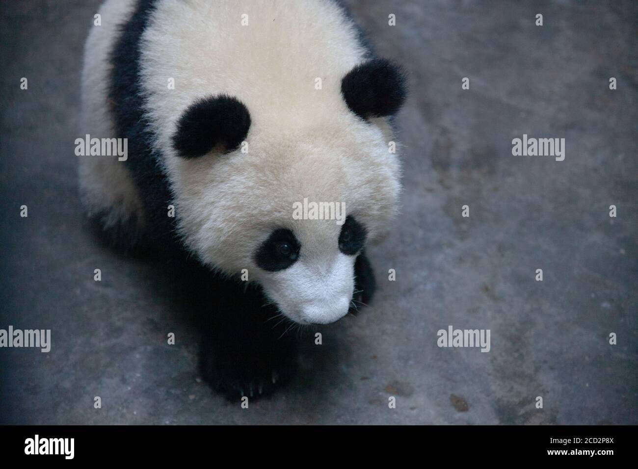Chengdu, China. Chengdu Research Base of Giant Panda Breeding. One year old panda cub inside the shelter. Stock Photo