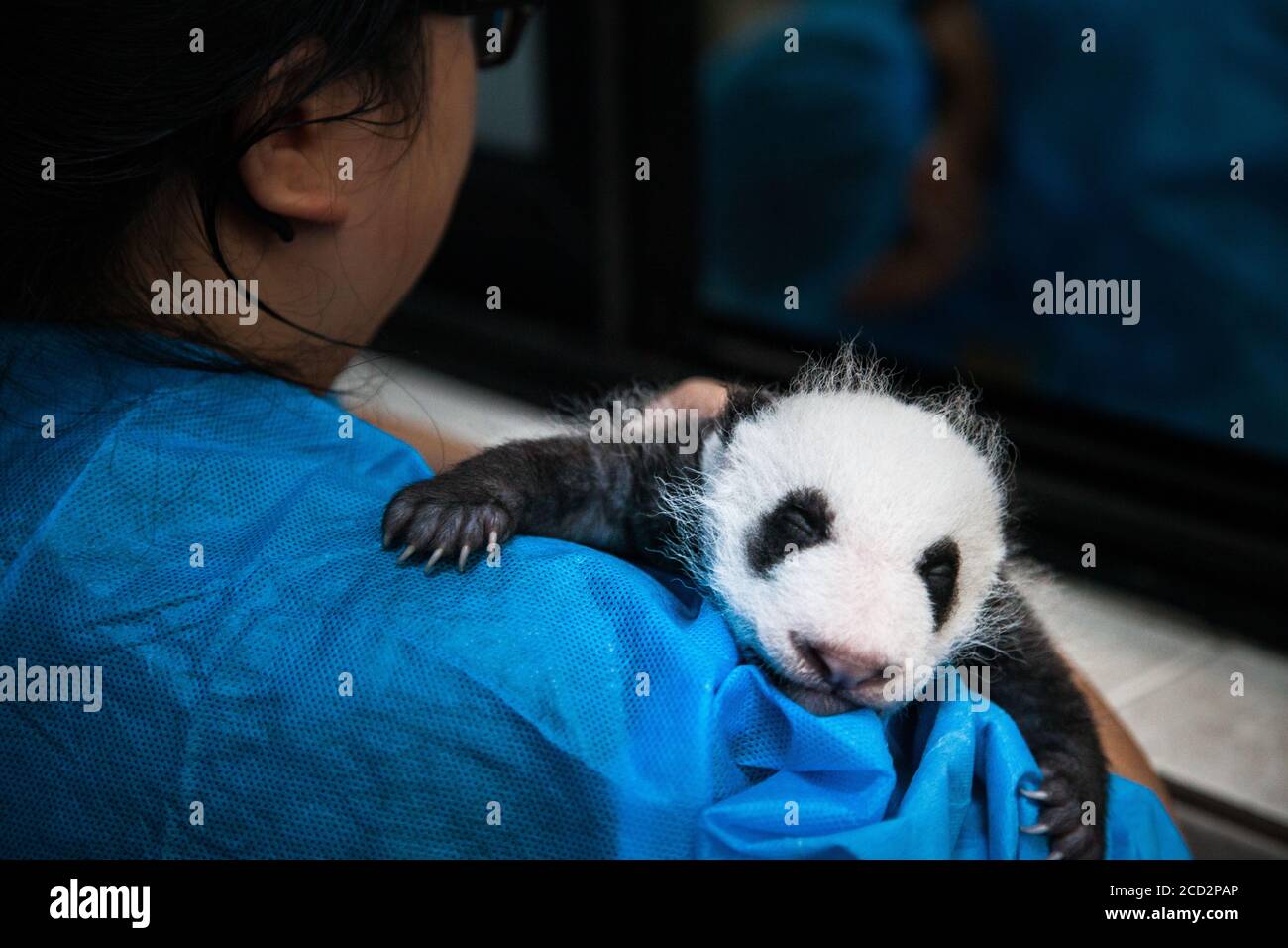 Chengdu, China.Chengdu Research Base of Giant Panda Breeding. One month and a half old panda cub inside Moon Night Nursery House. Stock Photo