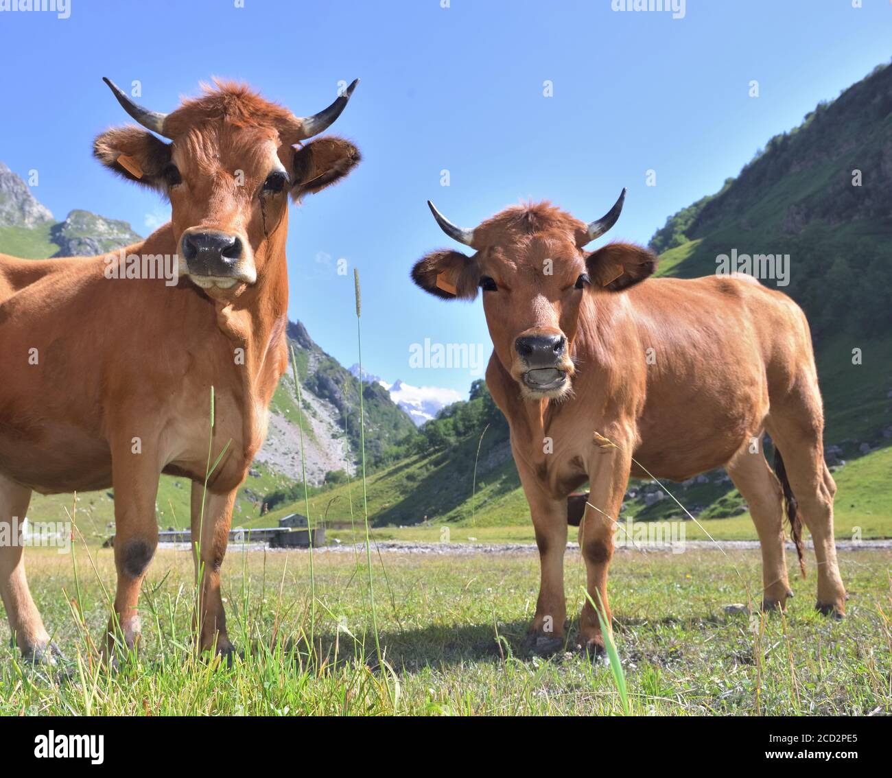 two young alpine brown cows in pasture looking camera Stock Photo - Alamy