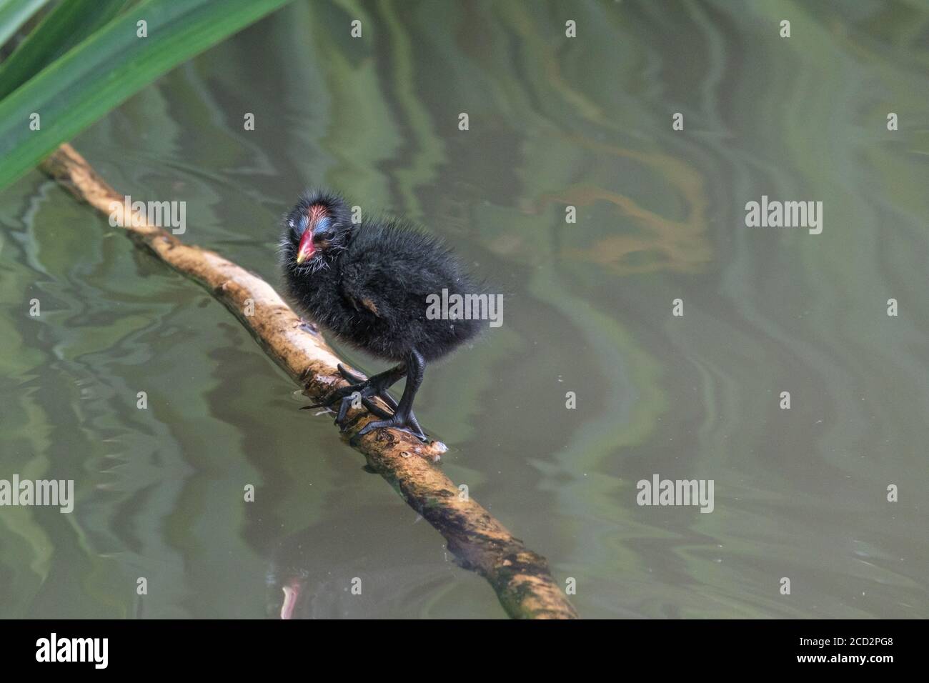 A moorhen chick stands on a stick in the water at the park. Taken in Pinner Memorial Park, Pinner, West London. Stock Photo