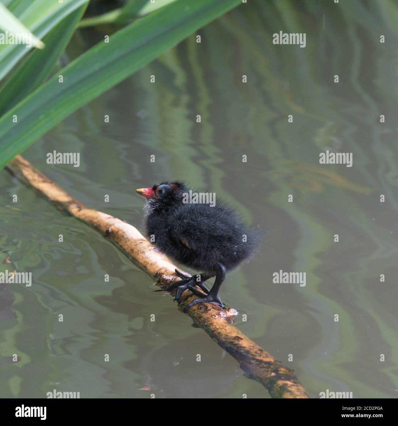 A moorhen chick stands on a stick in the water at the park. Taken in Pinner Memorial Park, Pinner, West London. Stock Photo