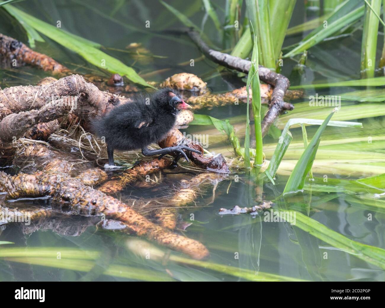 A moorhen chick standing on roots in shallow water, takes a step. Photo taken at Pinner Memorial Park, Pinner, West London. Stock Photo