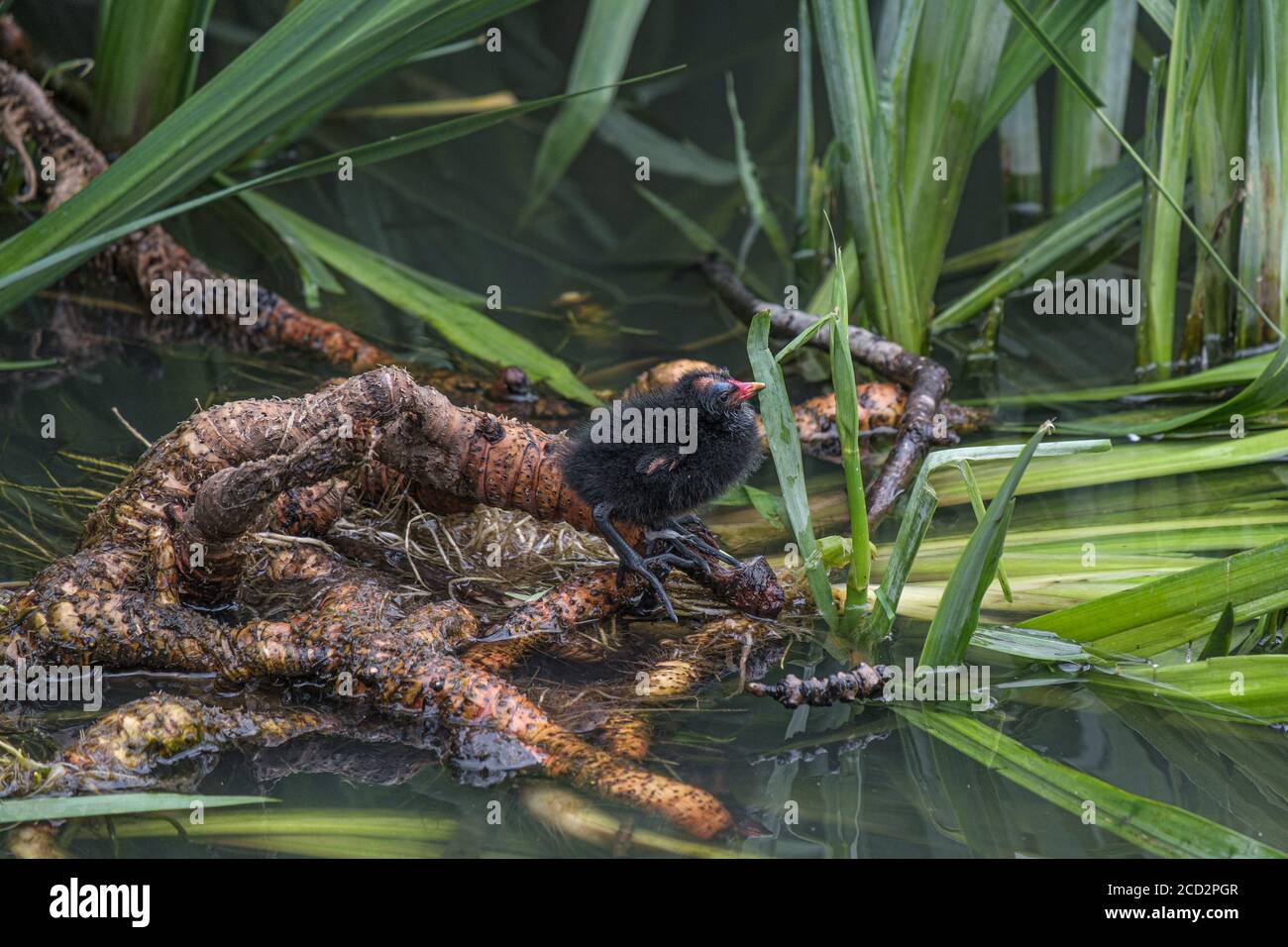 A moorhen chick standing on roots in shallow water, amongst the reeds. Photo taken at Pinner Memorial Park, Pinner, West London. Stock Photo