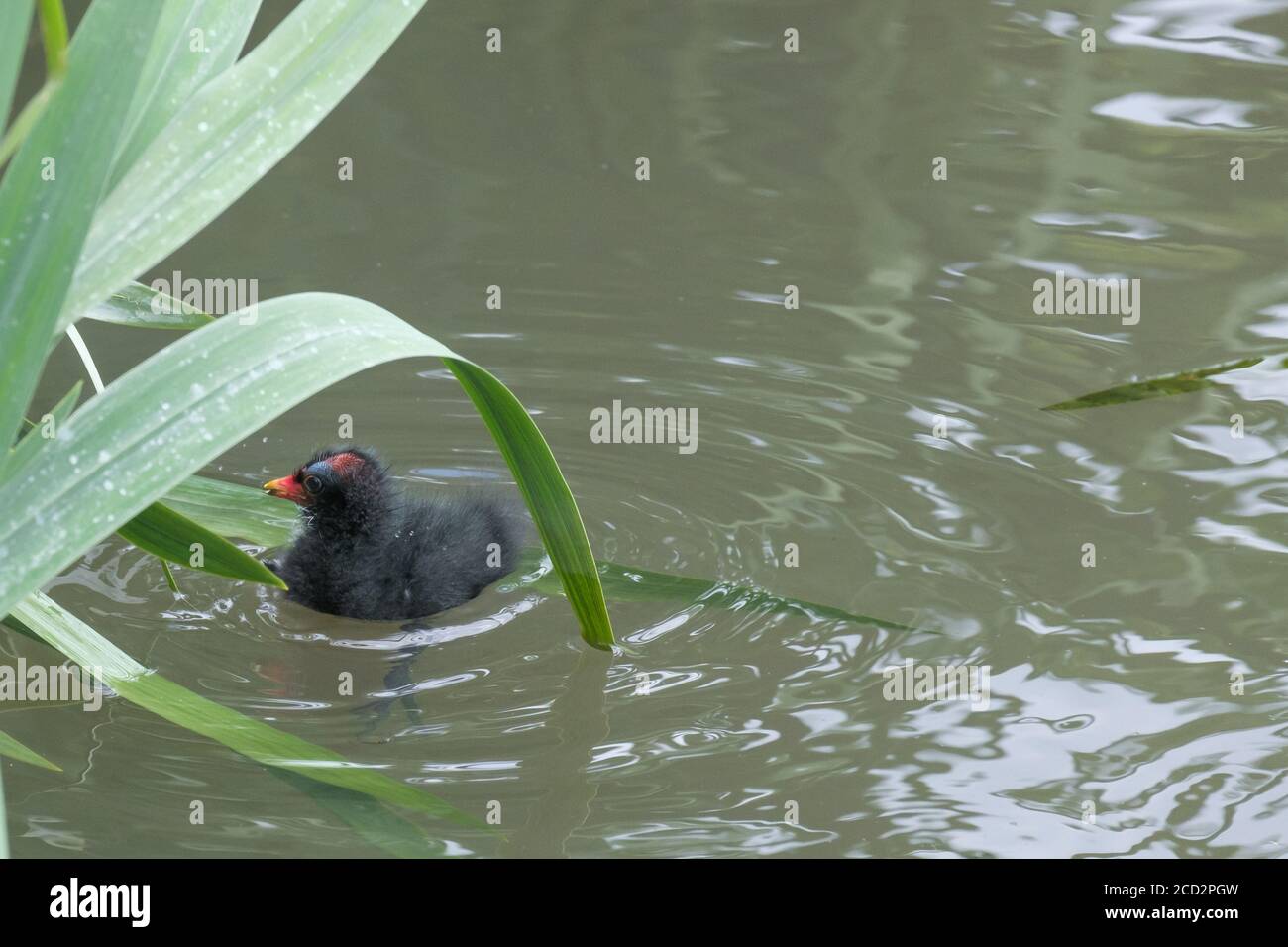 A moorhen chick swims in shallow water, amongst the reeds. Photo taken at Pinner Memorial Park, Pinner, West London. Stock Photo