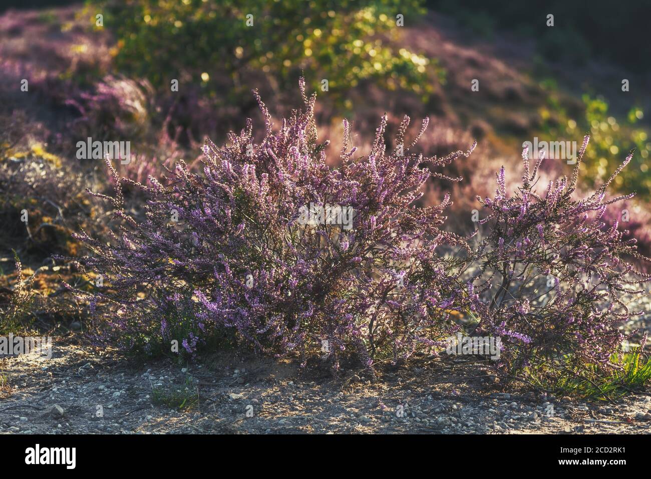 Heather shrub in the light of the setting sun in The Netherlands Stock Photo