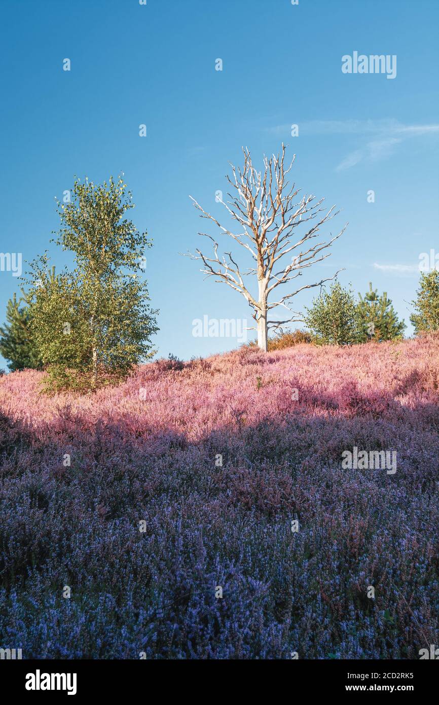 Dead tree in the heather fields in the Veluwe National Park during sunset in The Netherlands Stock Photo