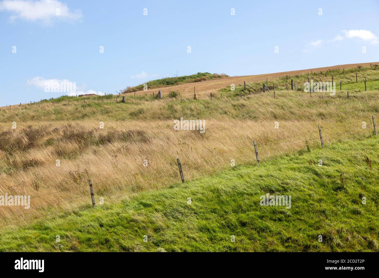 Chalk landscape North Wessex Downs AONB,  tumulus on hillside, Bishops Cannings Down, Wiltshire, England, UK Stock Photo