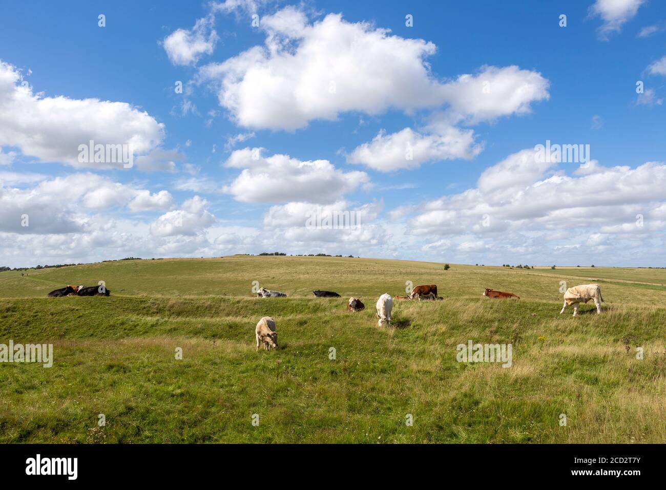 Chalk landscape cattle grazing North Wessex Downs AONB,  Pewsey Downs, Alton Barnes Wiltshire, England, UK Stock Photo