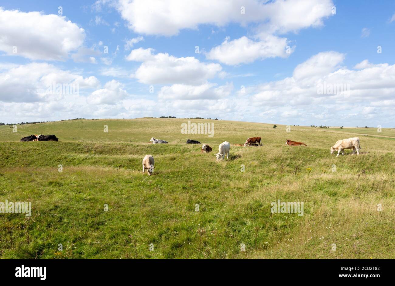 Chalk landscape cattle grazing North Wessex Downs AONB,  Pewsey Downs, Alton Barnes Wiltshire, England, UK Stock Photo