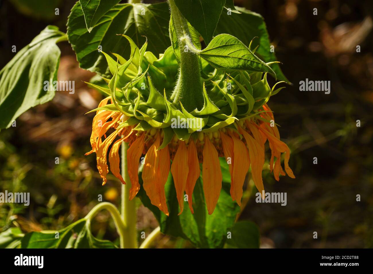 Close up of a flowering yellow sunflower in an agricultural field. Photographed in Israel in June Stock Photo