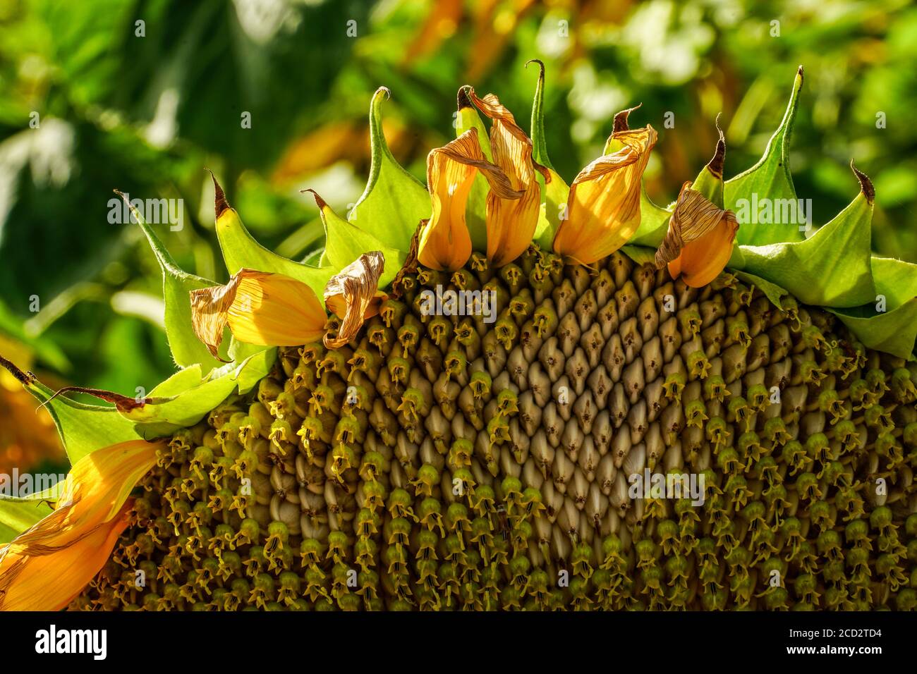 Close up of a flowering yellow sunflower in an agricultural field