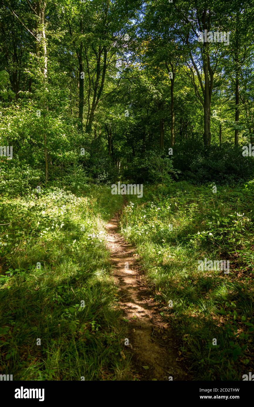 Deciduous woodland trees in  summer at West Woods, North Wessex Downs AONB, near Pewsey,  Wiltshire, England, UK - forest path Stock Photo