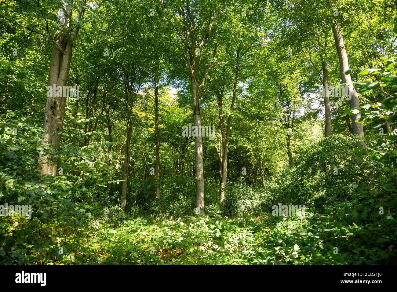 Deciduous woodland trees in  summer at West Woods, North Wessex Downs AONB, near Pewsey,  Wiltshire, England, UK - dense growth Stock Photo