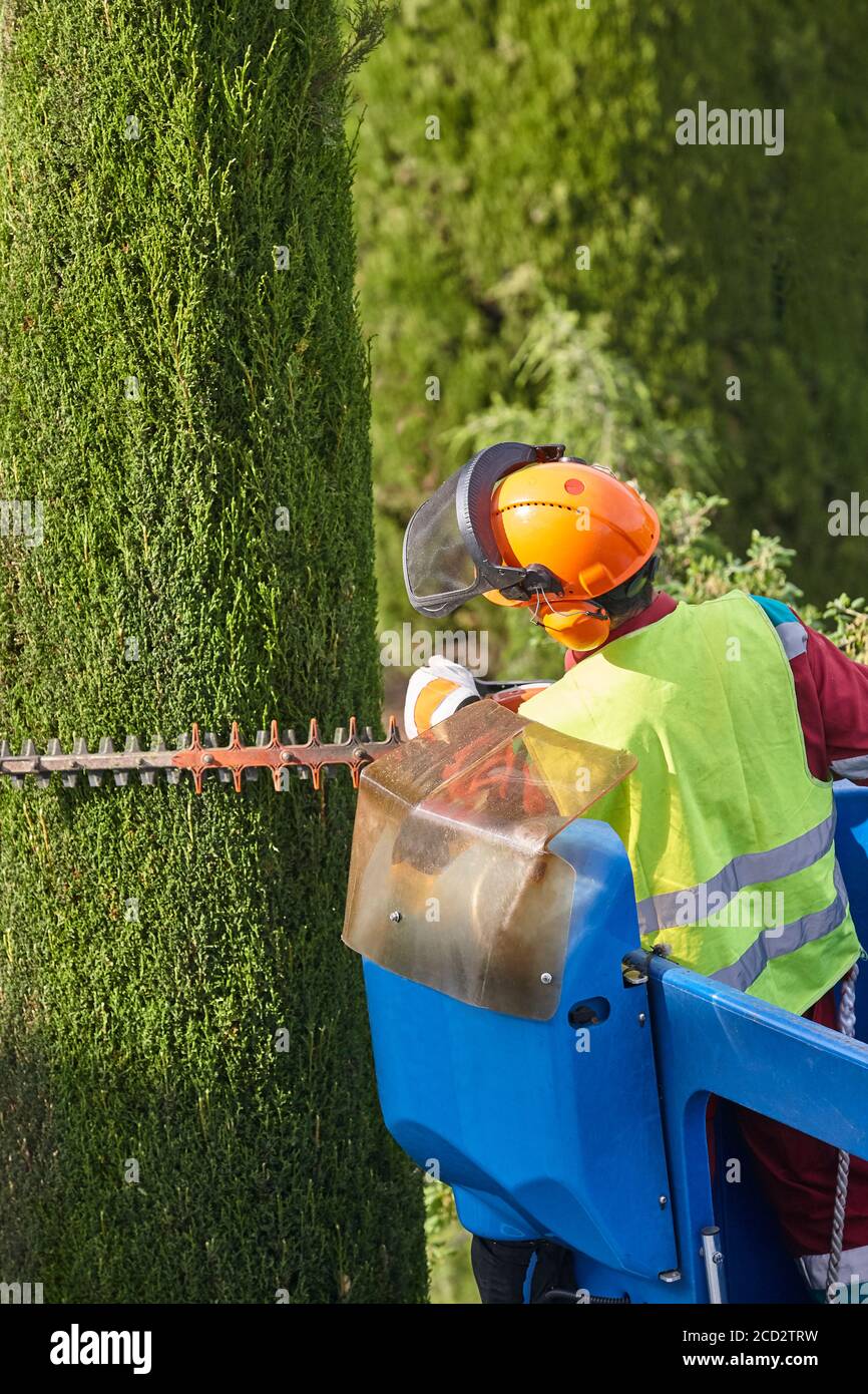 Gardener pruning a cypress tree with a chainsaw and a crane Stock Photo