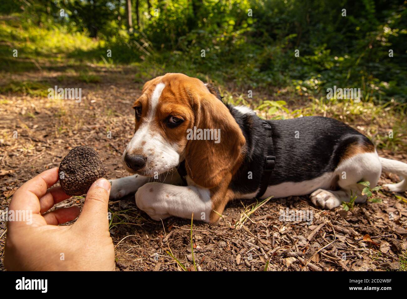 Successful mushroom truffle hunting with trained dog. Man holding