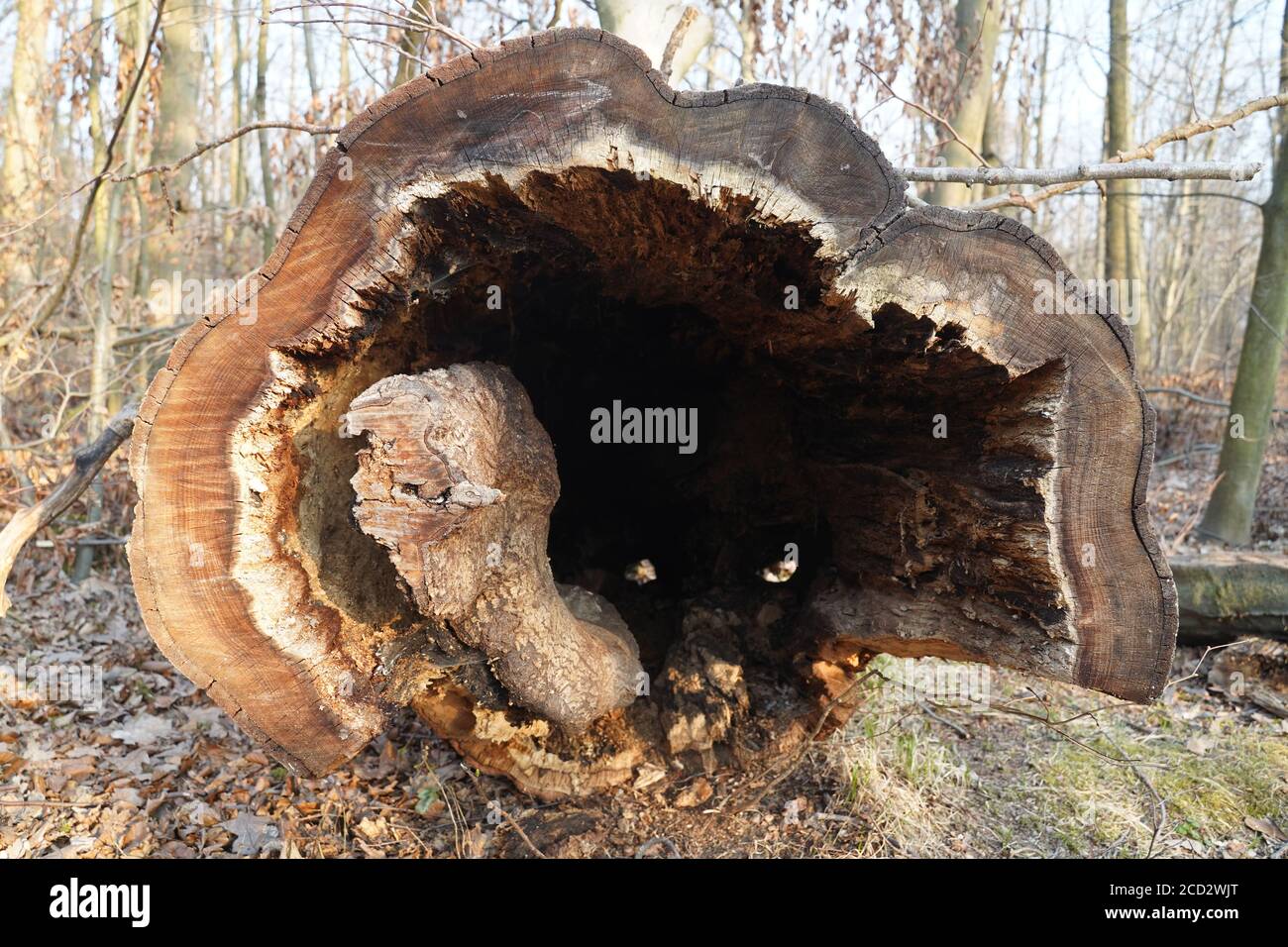 Tree trunk empty inside in vivo. Hollow in the trunk of a fallen tree Stock Photo