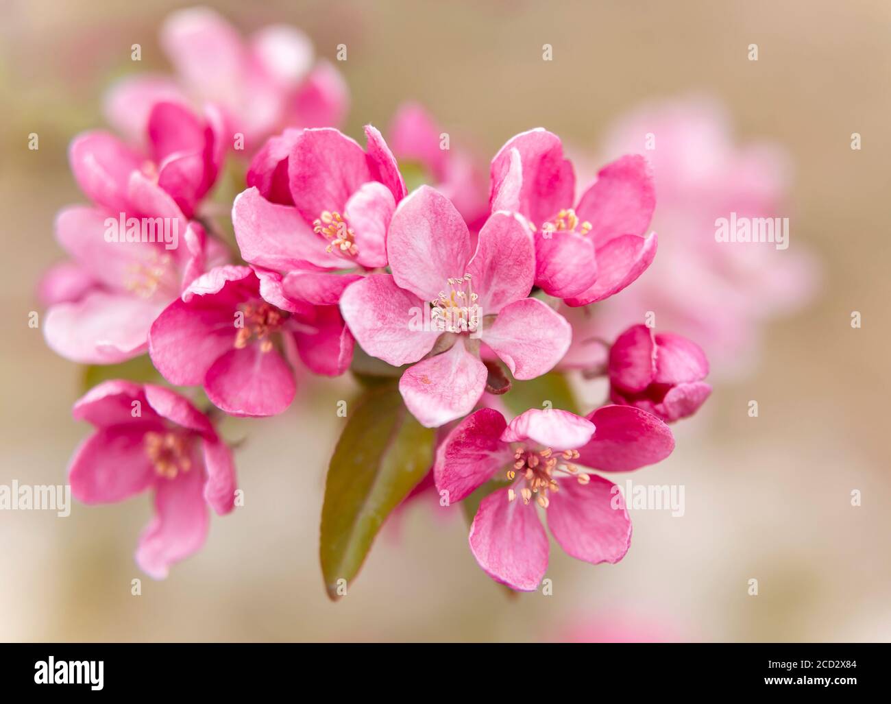 Background of flowers of an apple-tree of Nedzvetsky (Malus niedzwetzkyana Dieck) Stock Photo
