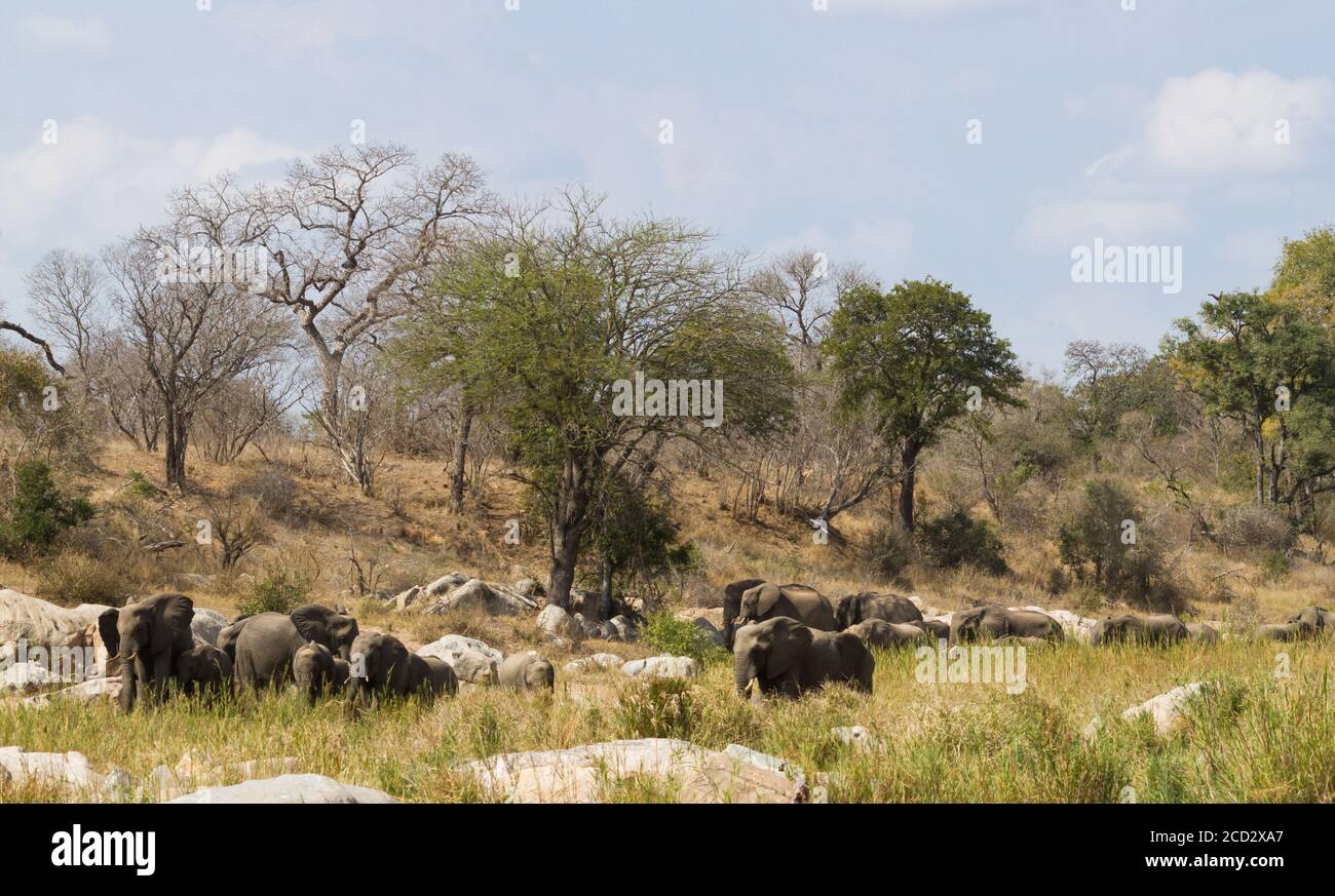 Family gathering african hi-res stock photography and images - Alamy