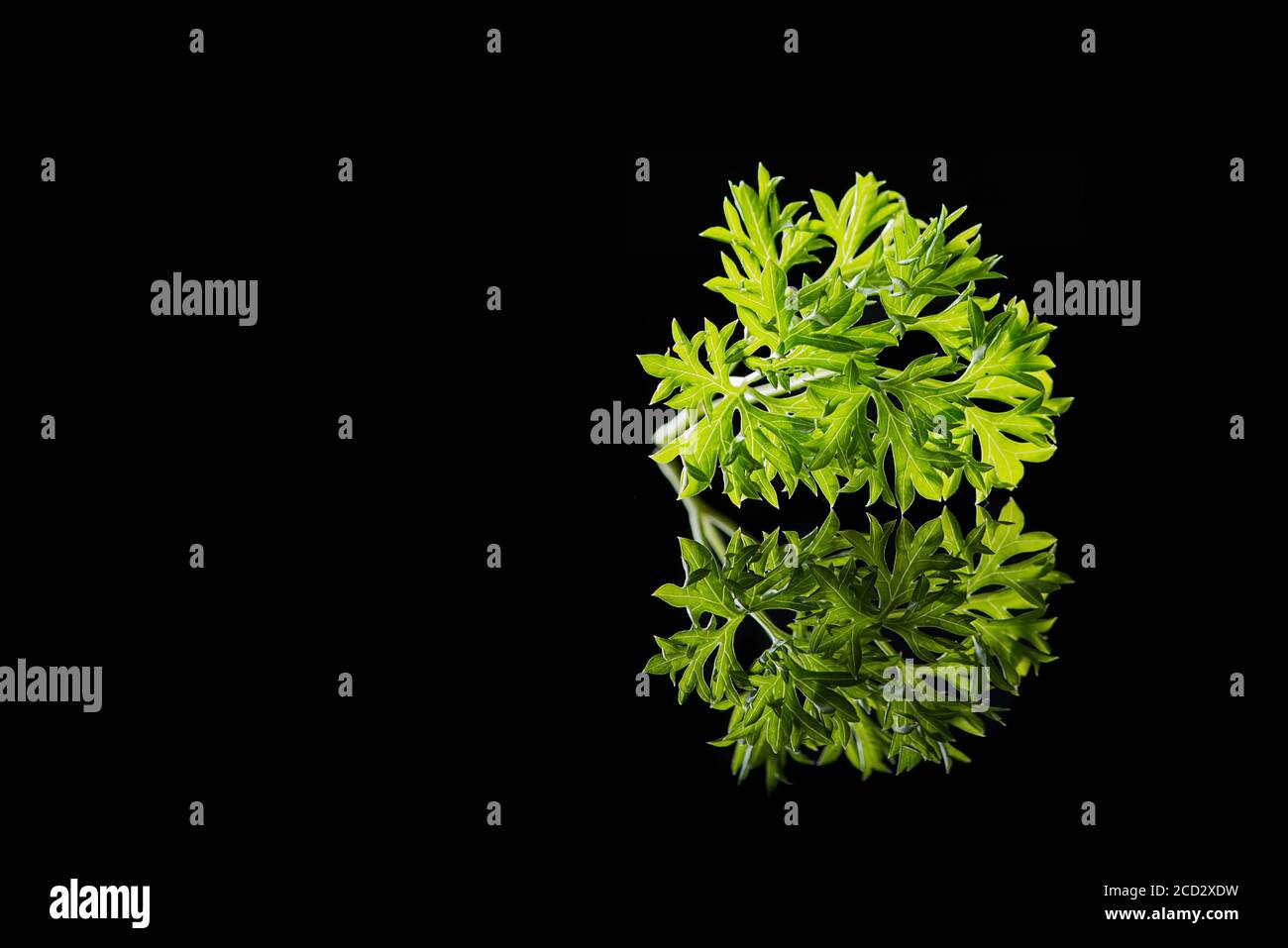 Close up of fresh green parsley isolated on a black background with ...