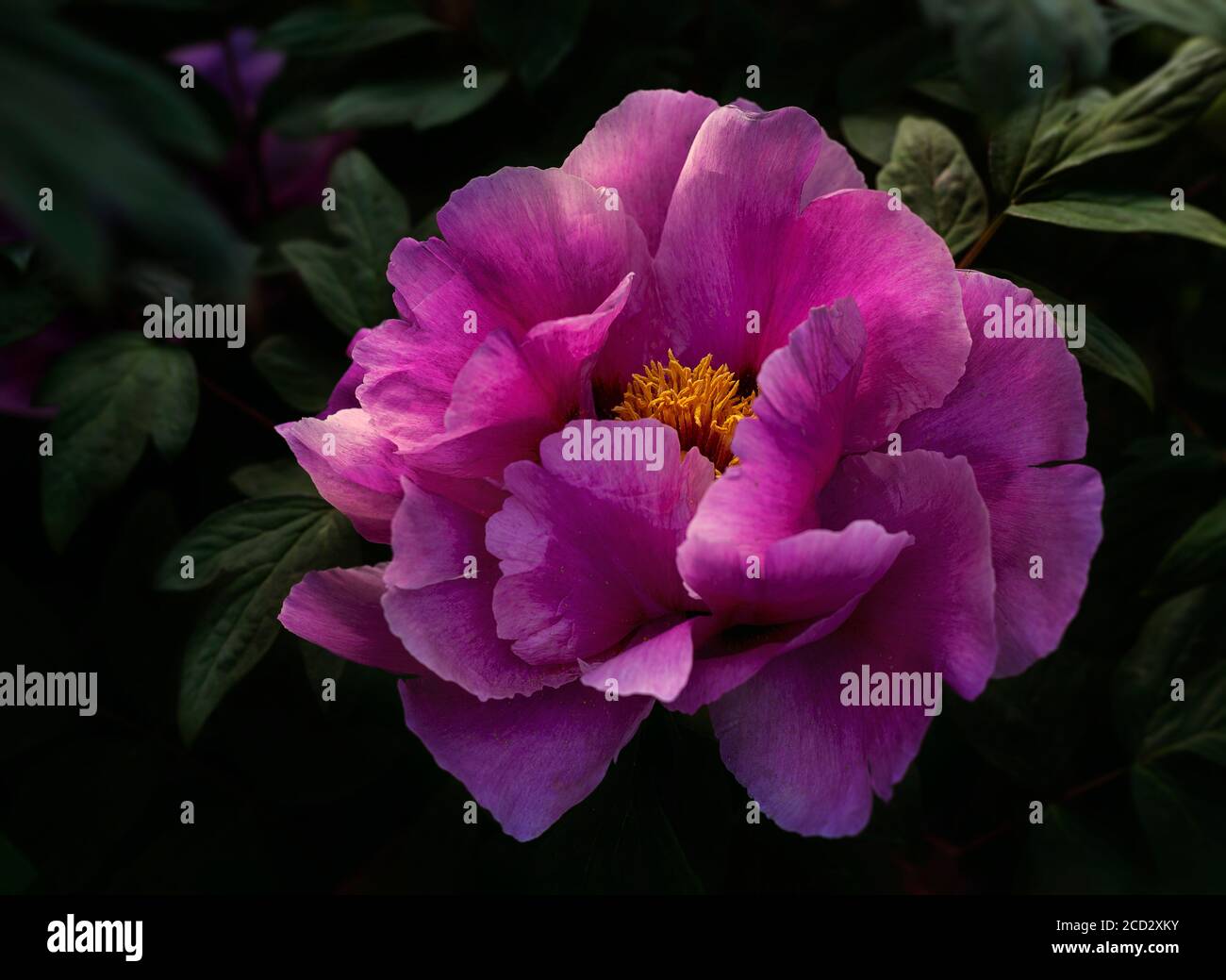 Flower of pink peony Stock Photo - Alamy