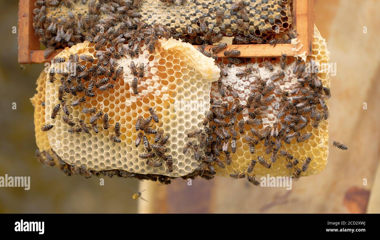 Bees Work On Honeycombs In The Apiary Stock Photo Alamy