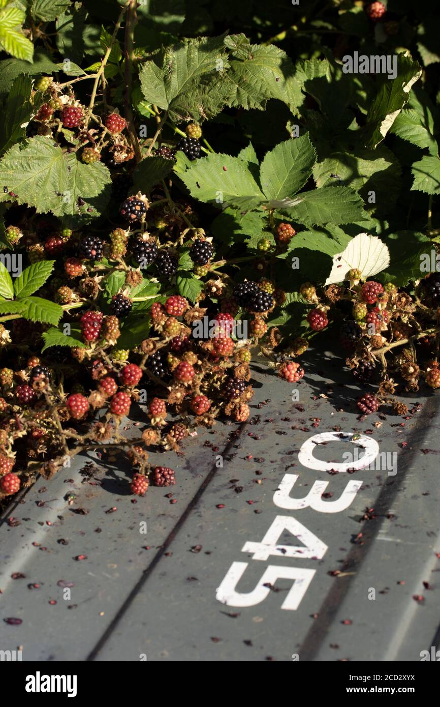 Blackberry plant fruiting amongst fly tipped refuse, London, england