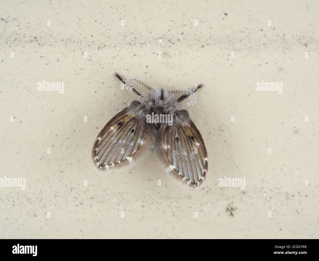 Clogmia albipunctata, drain fly Stock Photo