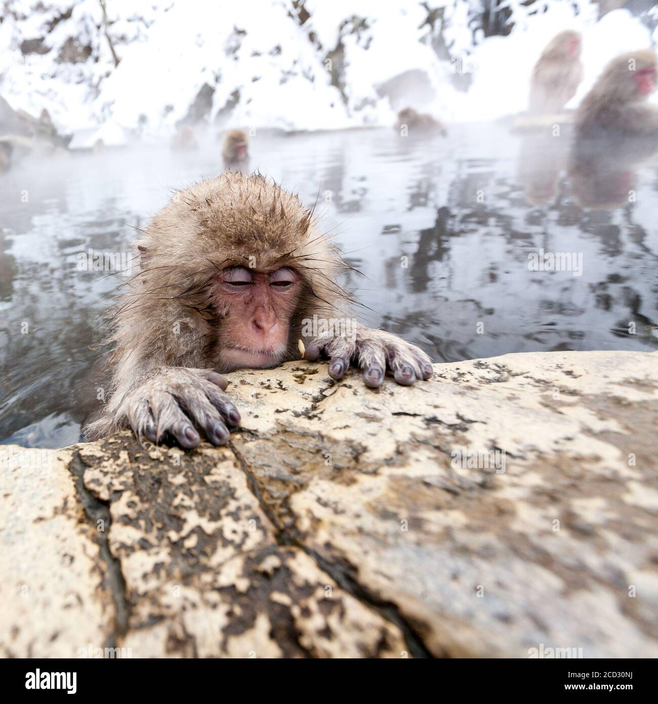 Cute Japanese monkey sleeping in a hot spring, Japan, Nagano Prefecture. Stock Photo