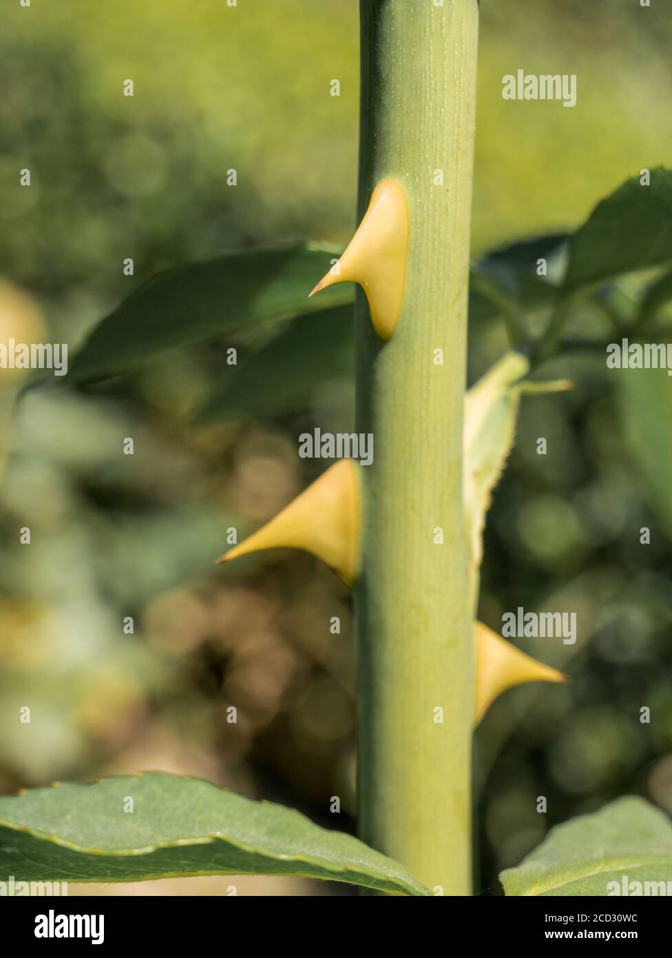 Stem of rose bush with thorns and green leaves on blurred background ...