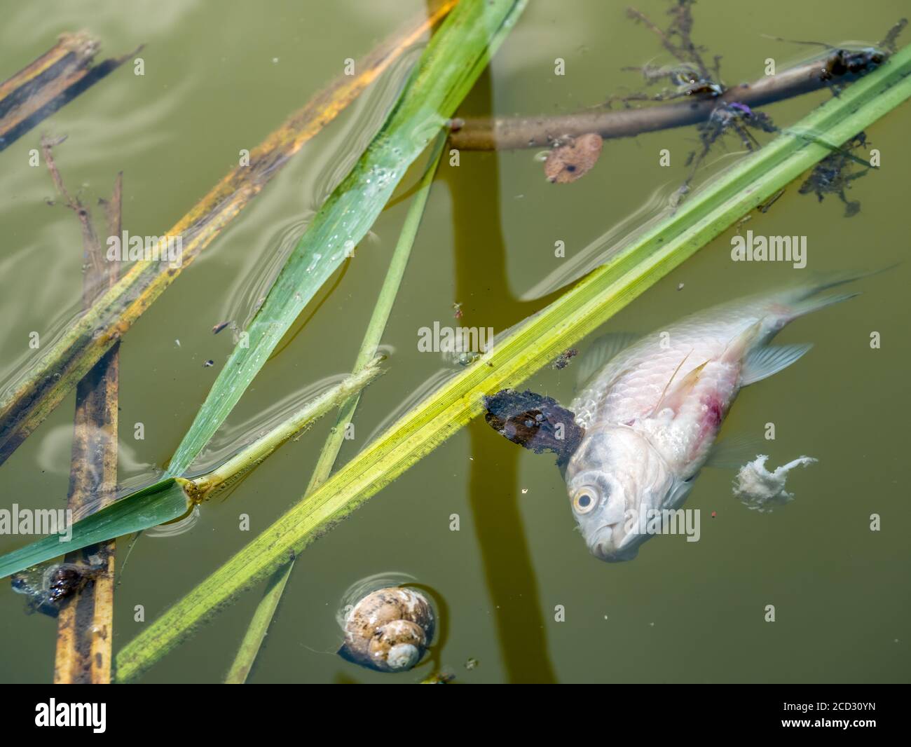 Do Dead Fish Float at Darrell Coria blog