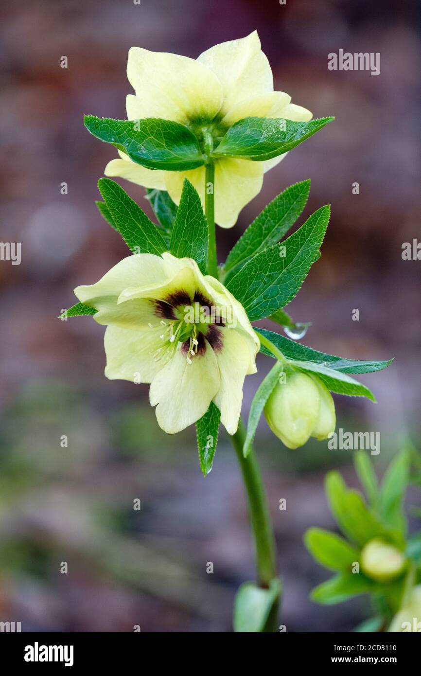 Helleborus × hybridus Harvington yellow maroon eye. Hybrid Lenten rose Harvington yellow with dark eye, Hybrid hellebore Harvington yellow dark eye Stock Photo