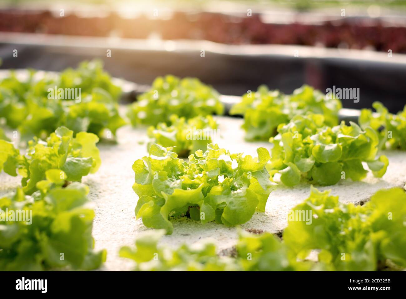 Vegetables hydroponics. Hydroponics method of growing plants using mineral nutrient solutions, in water, without soil. Close up Hydroponics plant. Stock Photo