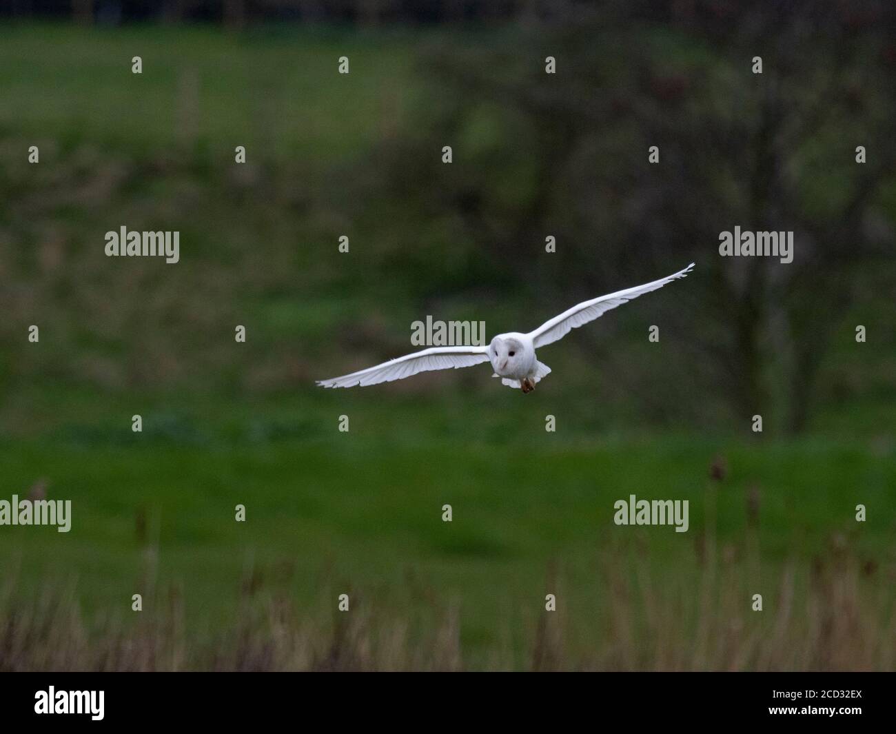 Barn Owl Tyto alba leucistic adult, hunting North Norfolk, February Stock Photo