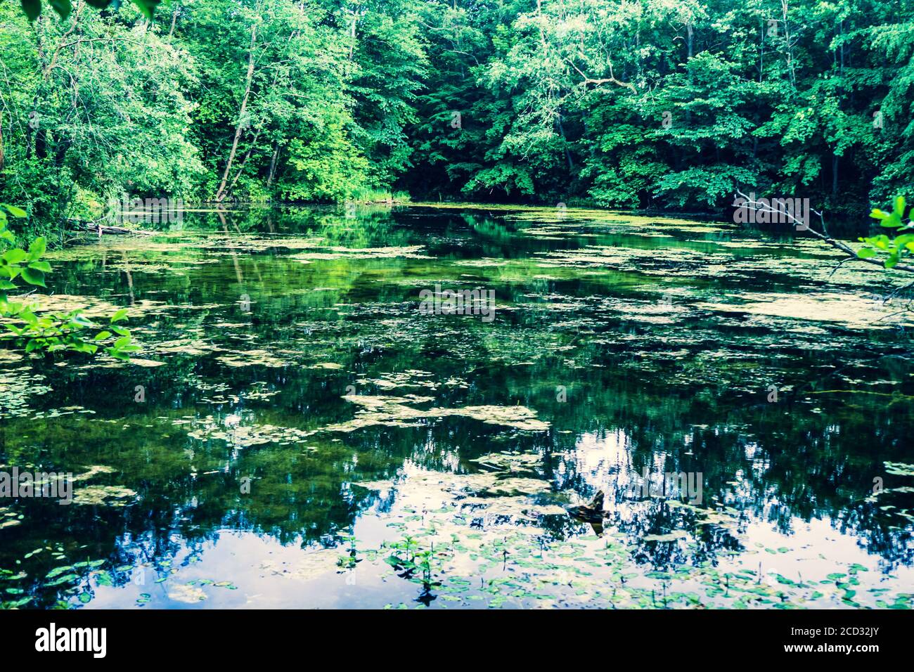 Swamp Lake near Jiesia Exposure. Amazing Nature Stock Photo