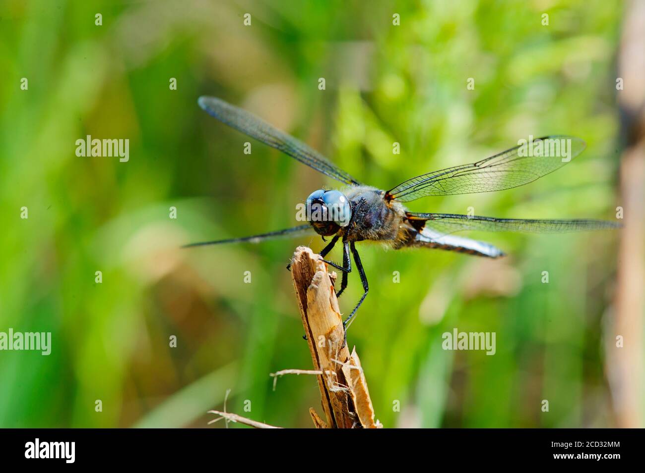 Colorful Dragonfly resting on a twig with blurred green nature background Stock Photo
