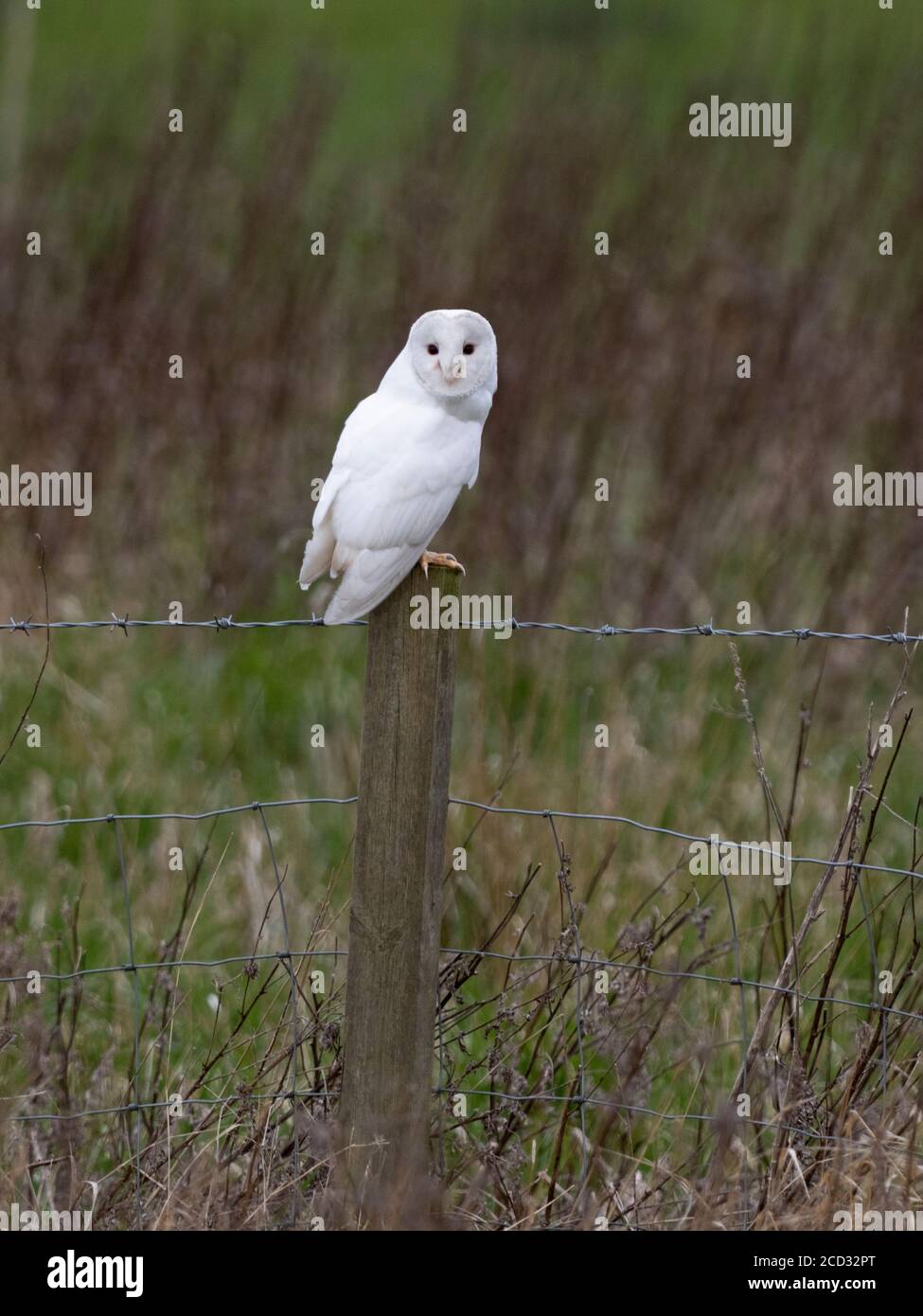 Barn Owl Tyto alba leucistic adult, hunting North Norfolk, February Stock Photo