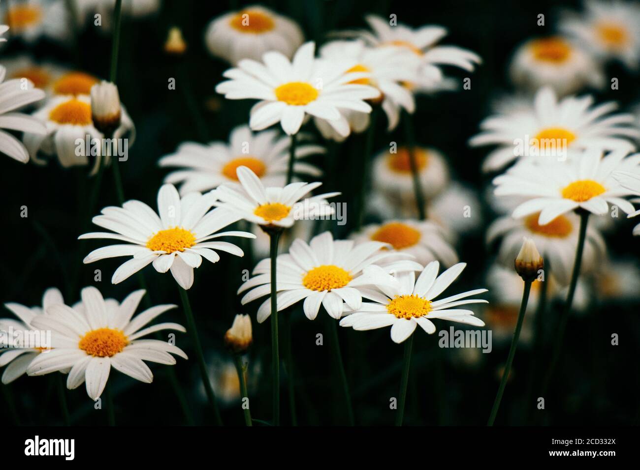 Spring flowers background with vintage filter Stock Photo - Alamy