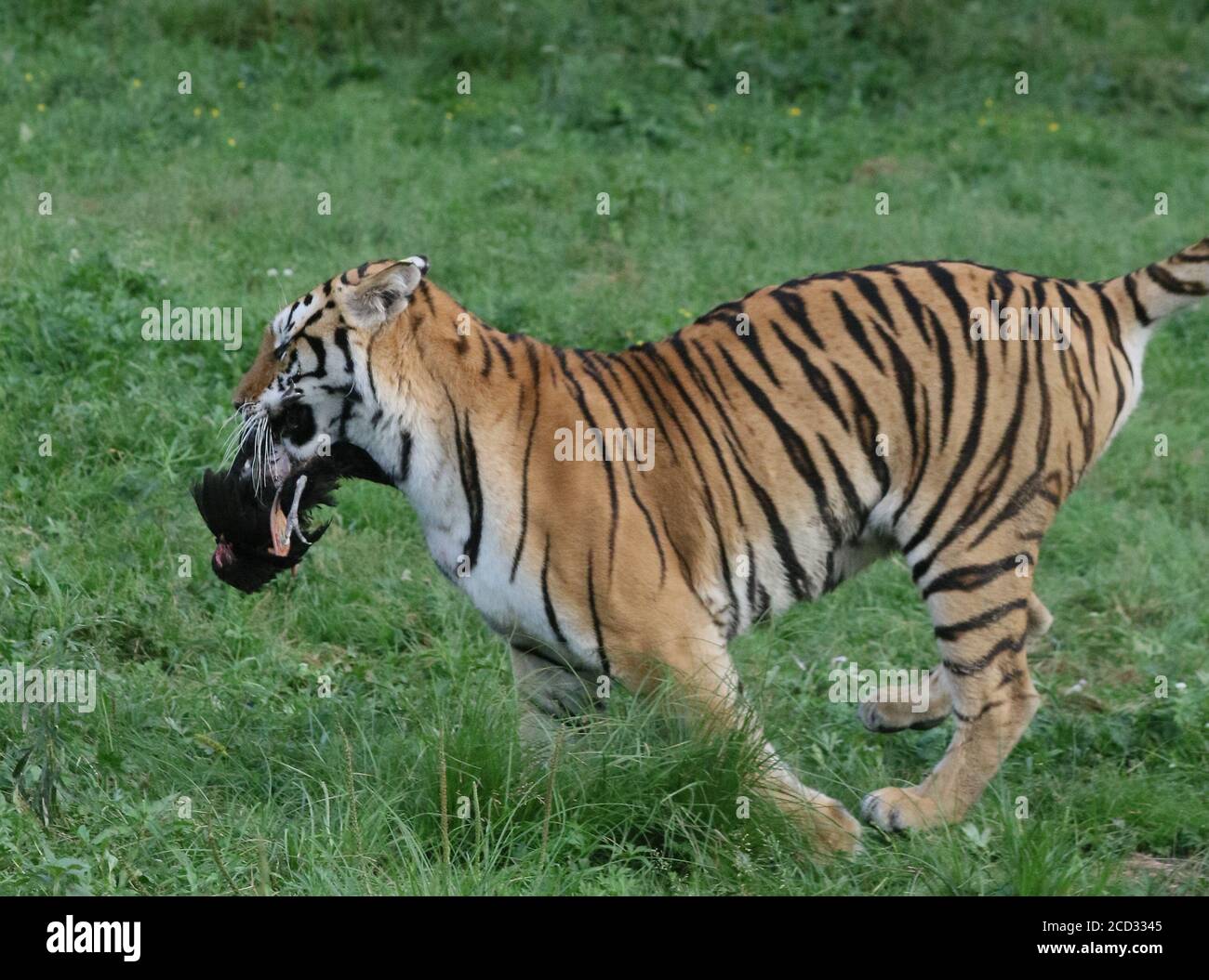 Siberian tigers are running in the forest at the Hengdaohezi Siberian Tiger Park, the largest wild Siberian tiger breeding and rewilding base in the w Stock Photo