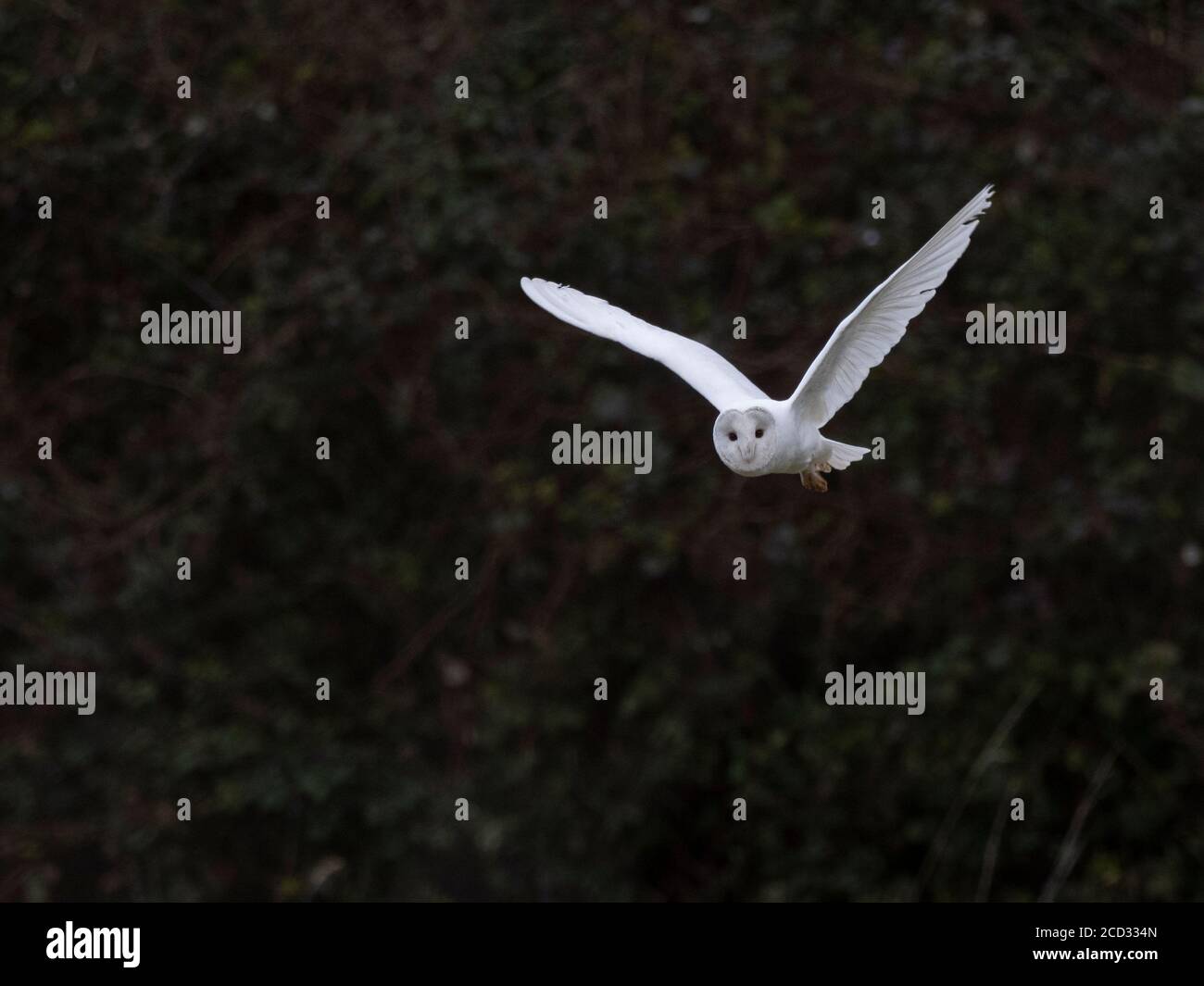 Barn Owl Tyto alba leucistic adult, hunting North Norfolk, February Stock Photo