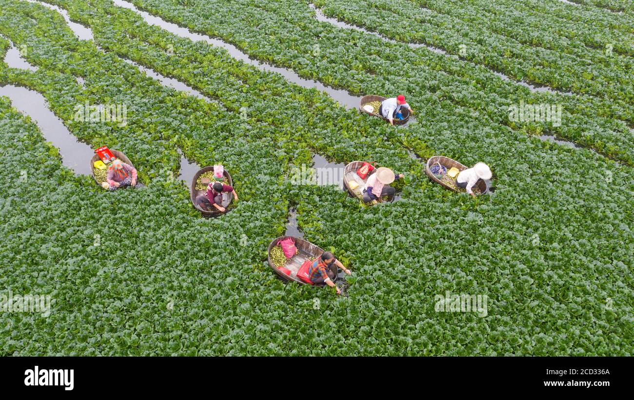 Aerial view of farmers picking water caltrop at Bailian Farm in Huai'an city, east China's Jiangsu province, 22 July 2020. Stock Photo